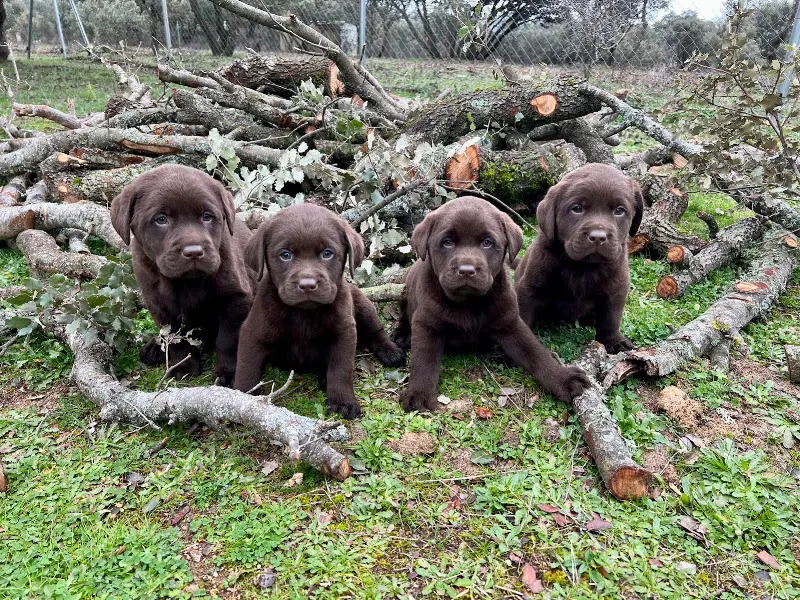 Villantara retrievers. - El Molar