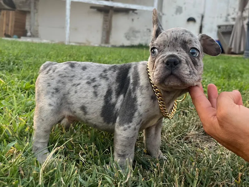 Las Aguas del Cuenco. Criador de Bulldog Frances Madrid Chihuahua Madrid piccolo Italiano y Afgano - Palomeque