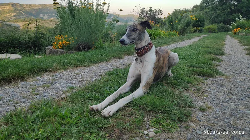 ACUNR - Animales Con Un Nuevo Rumbo - Protectora de animales en Cádiz - foto 2