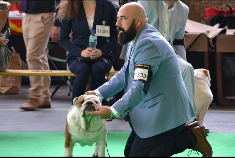 Madrid BullDog