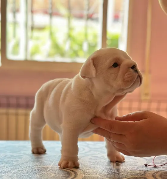 Madrid BullDog - Tienda de productos para mascotas en Leganés - foto 2