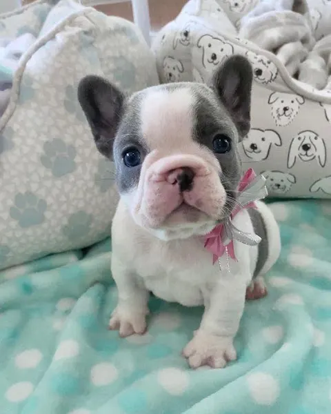 Madrid BullDog - Tienda de productos para mascotas en Leganés - foto 3