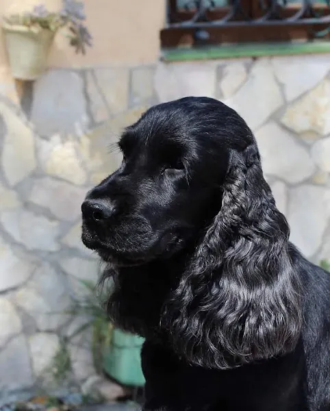 Cocker de los Foiz - Criador canino en Grinon - foto 2