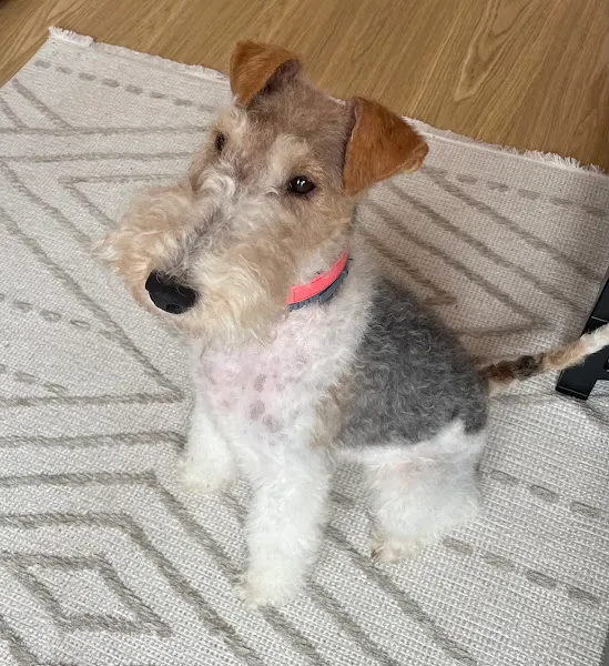 Peluquería Canina Cesar's - Peluquero de mascotas en Madrid - foto 2