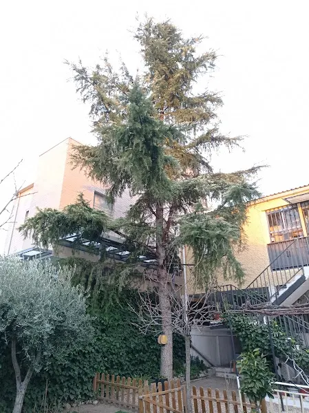 Tu Jardín Madrid - Servicio de jardinería en Coslada - foto 2