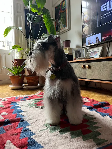 Escuela de Peluquería Canina Mónica Gómez en Madrid - Alonso Cano - Madrid