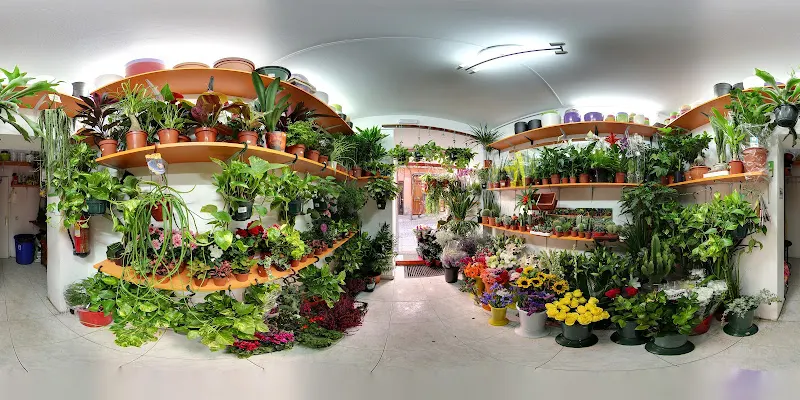 Floristería Star - Madrid