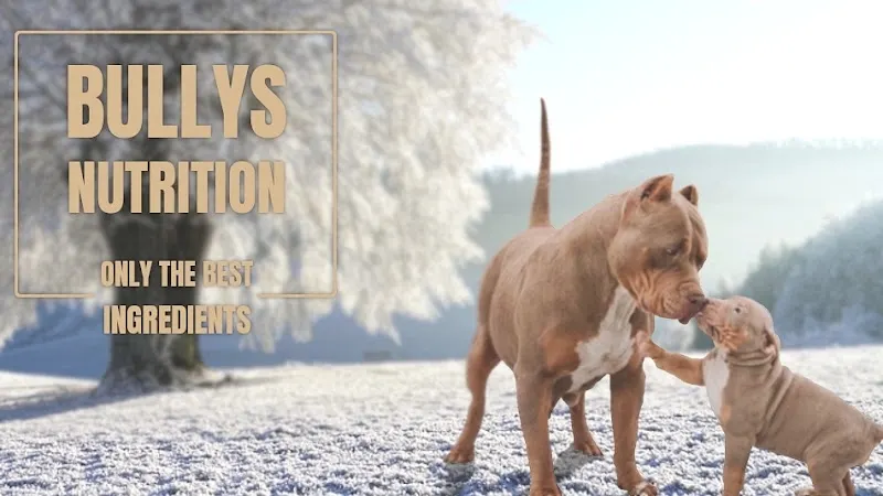Bullys Nutrition