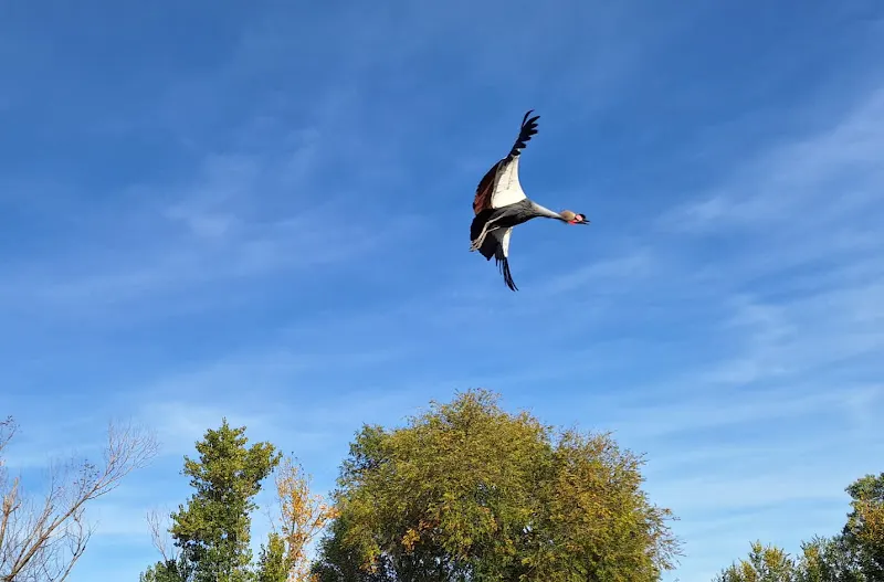 Aviario