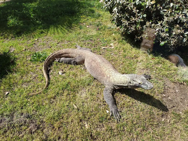 Dragón de Komodo - Madrid